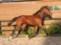 2013 dressage bred filly by Floriscount