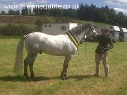 Eastlands Hollybrae, Class 1 Connemara Stallion