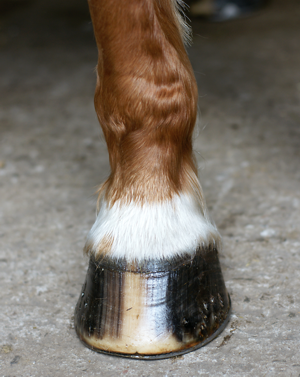A healthy hoof belonging to a sound horse.