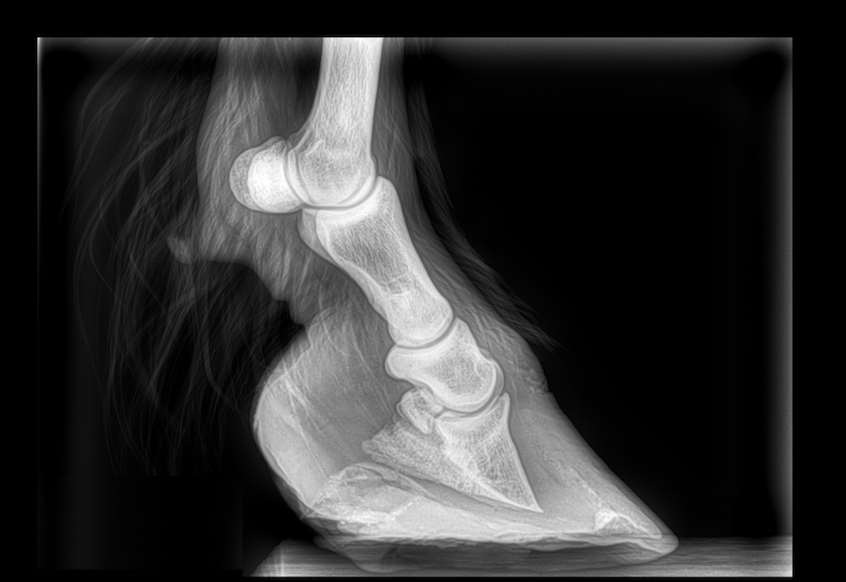 X-ray showing pedal bone rotation in a laminitis case.