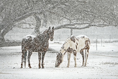 Horses Living Out In Winter
