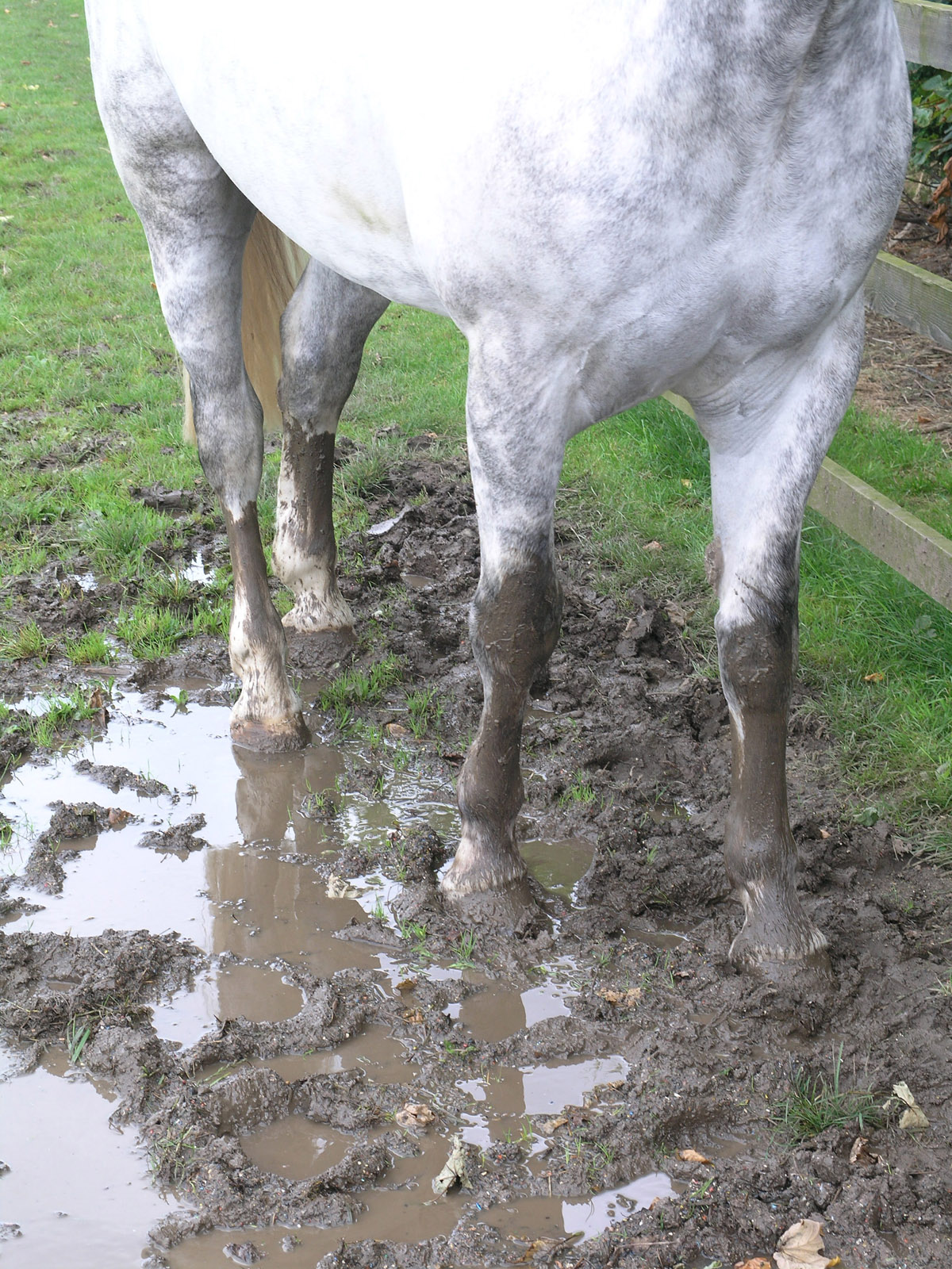 muddy legs