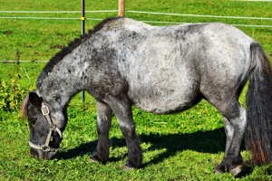 Overweight pony