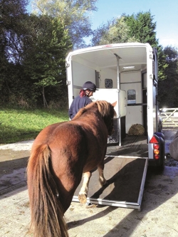  Horses loading onto trailer.