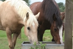  Horses drinking from water trough.