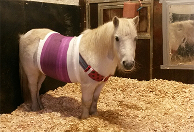 pony post surgery 400px