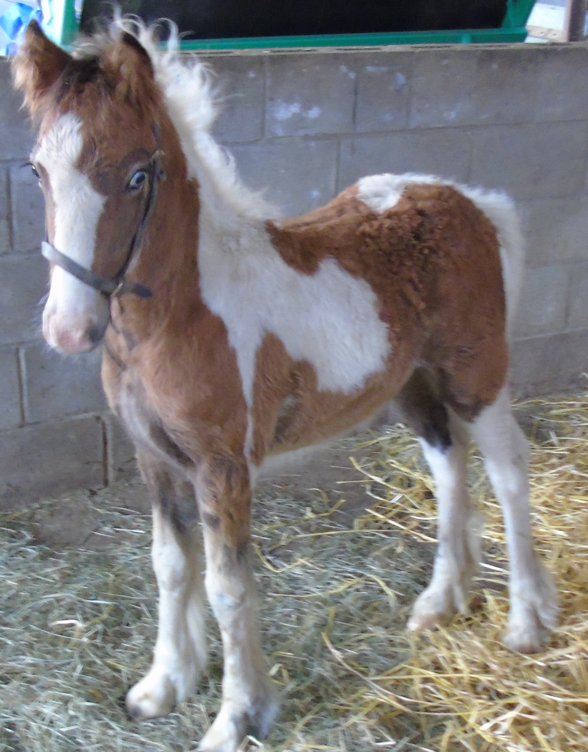 Six week old abandoned foal