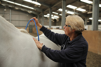 Kay Hastilow assesses a client's horse.