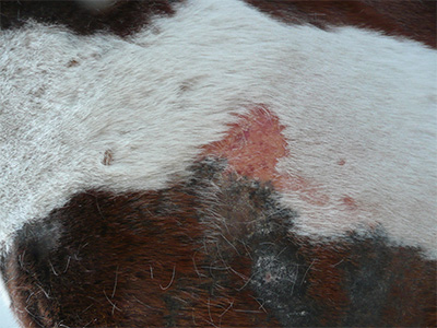 Severe self-inflicted trauma on the side of a horse due to sarcoptic mange